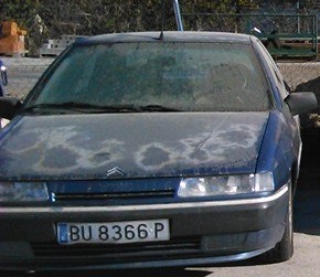 BU-8366-P